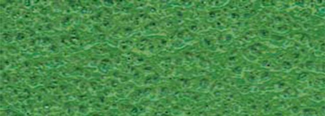 forest-green